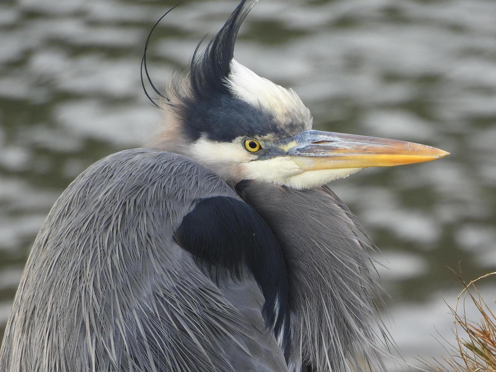 Great Blue Heron (Blue form) Photo by Dan Tallman