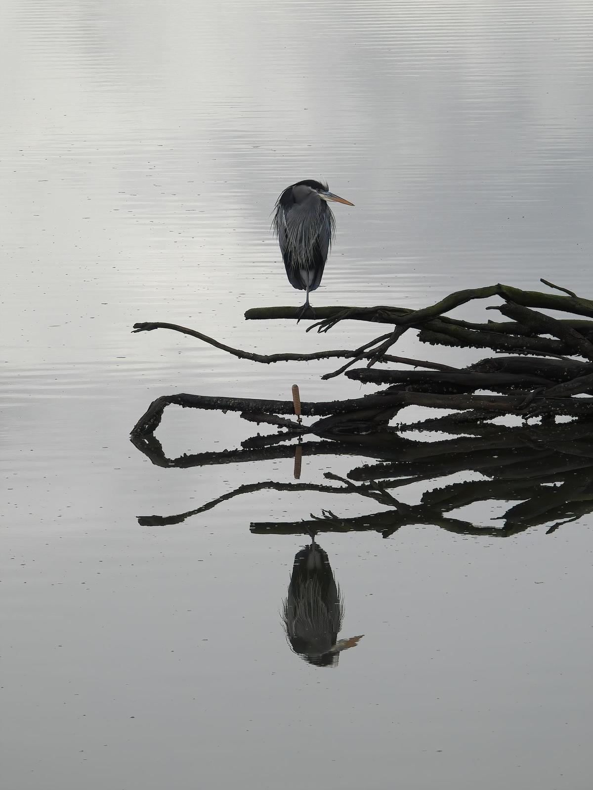 Great Blue Heron (Blue form) Photo by Dan Tallman