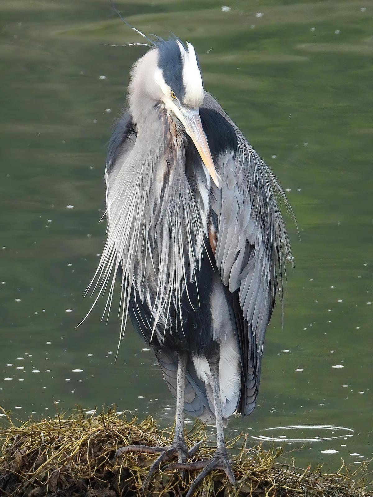 Great Blue Heron (Blue form) Photo by Dan Tallman