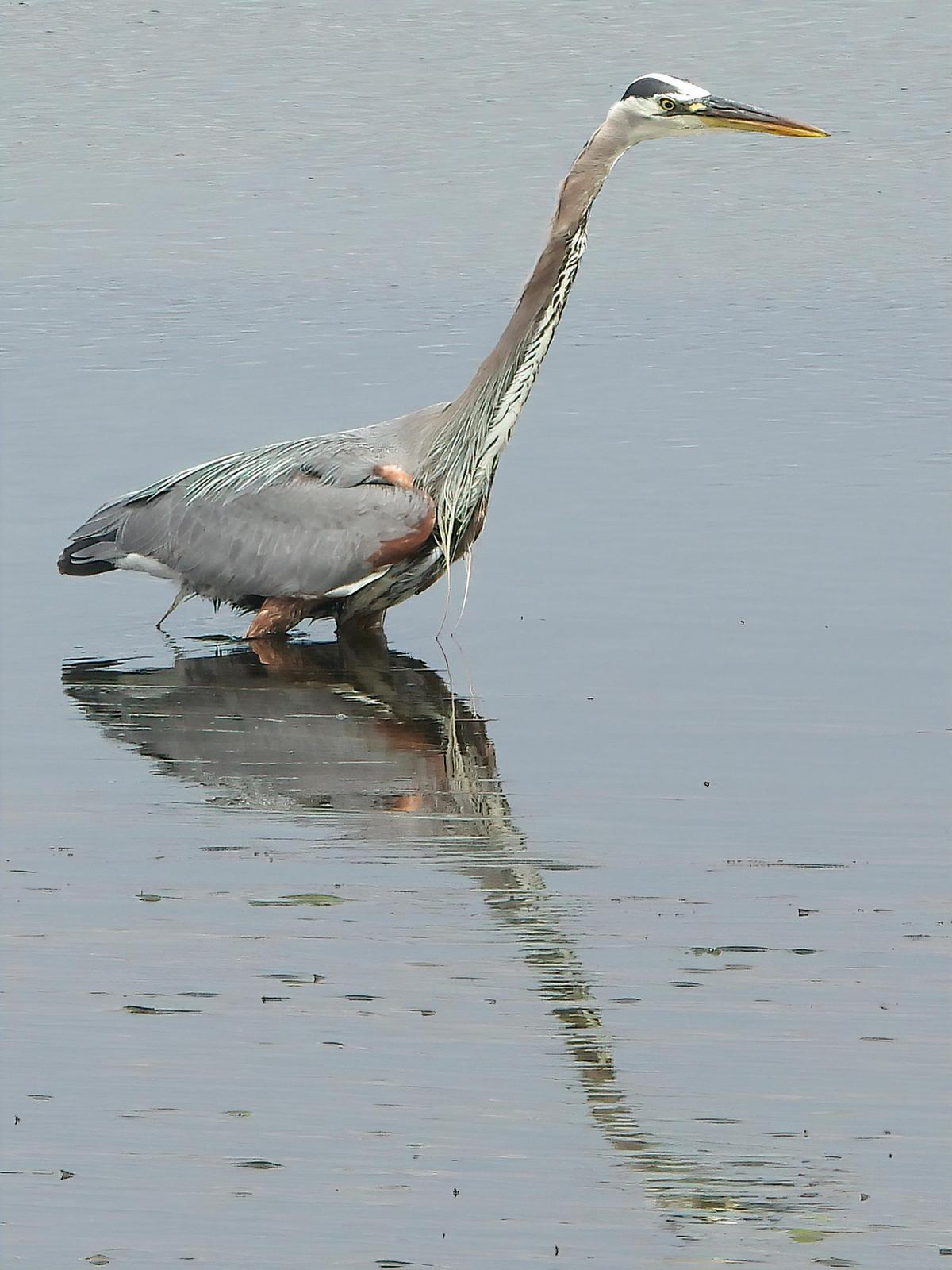 Great Blue Heron (Blue form) Photo by Dan Tallman