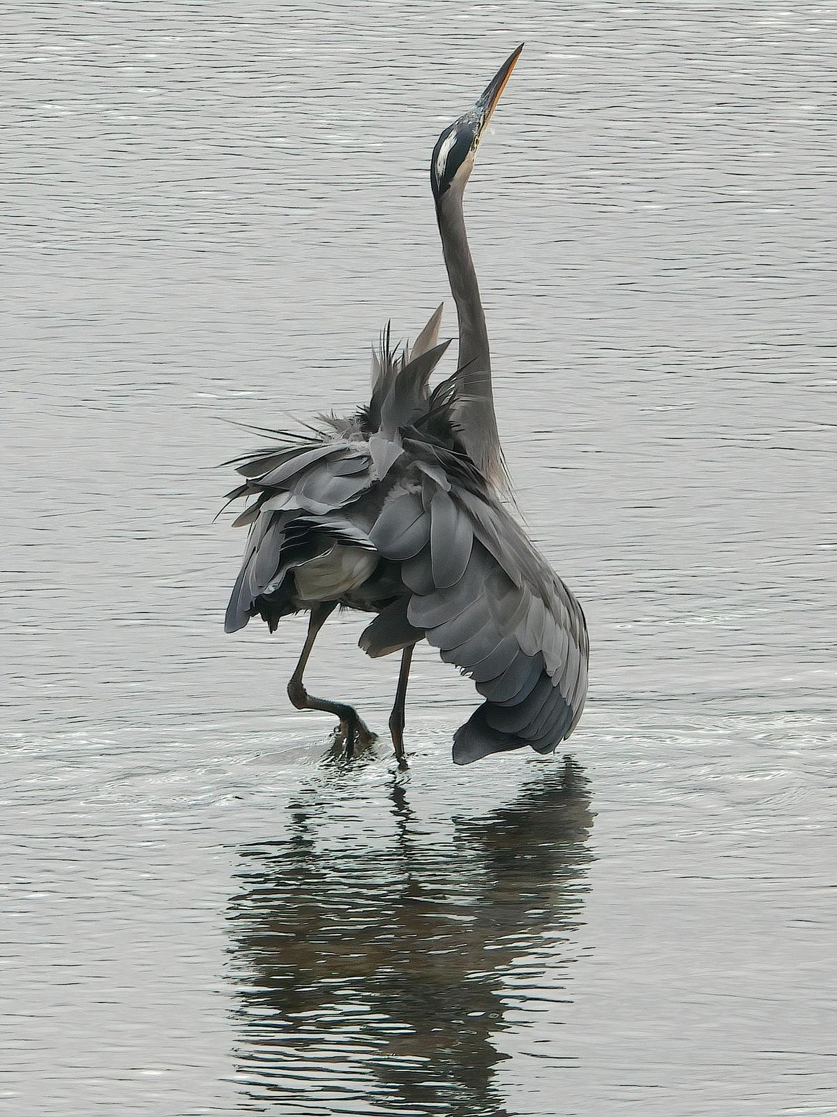 Great Blue Heron (Blue form) Photo by Dan Tallman