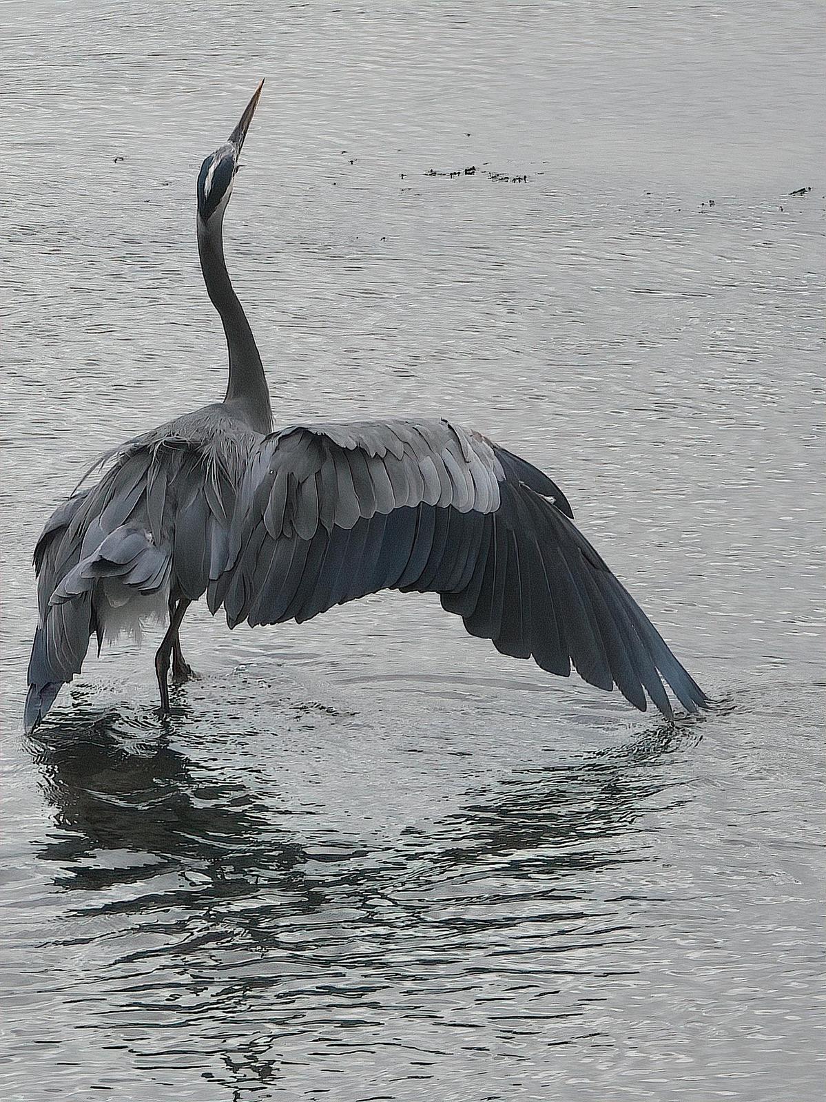 Great Blue Heron (Blue form) Photo by Dan Tallman