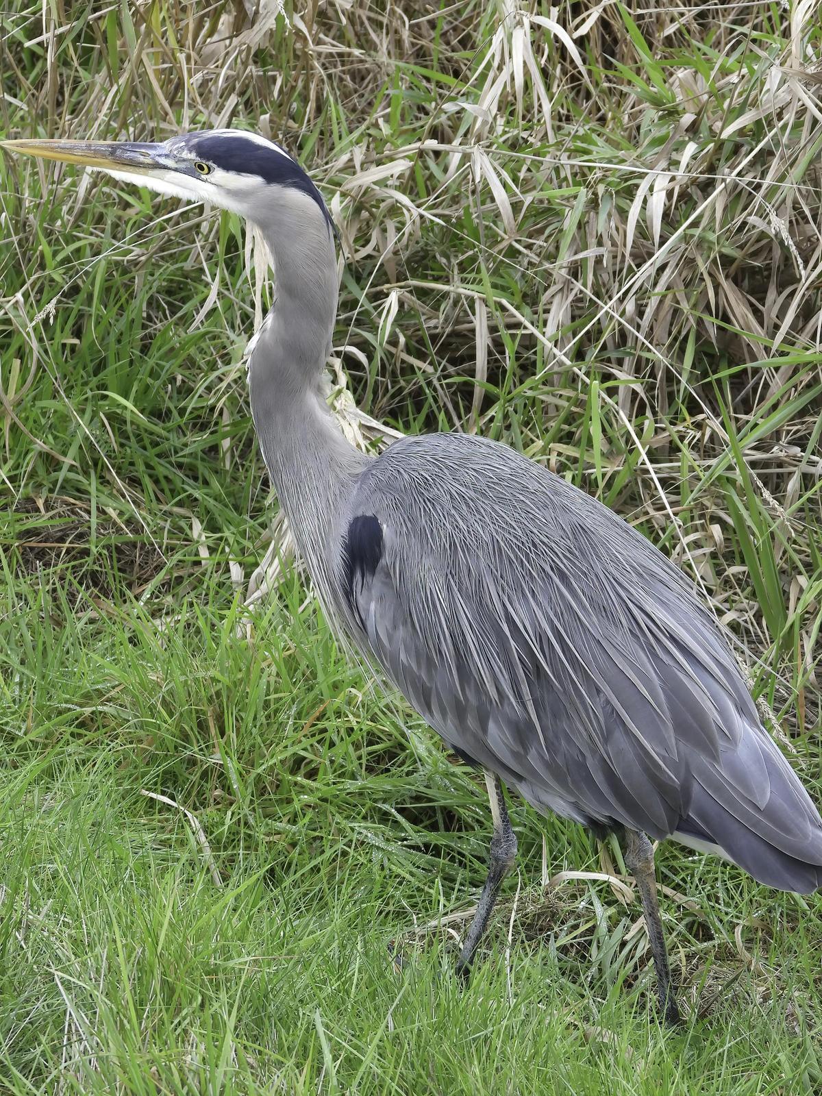 Great Blue Heron (Blue form) Photo by Dan Tallman