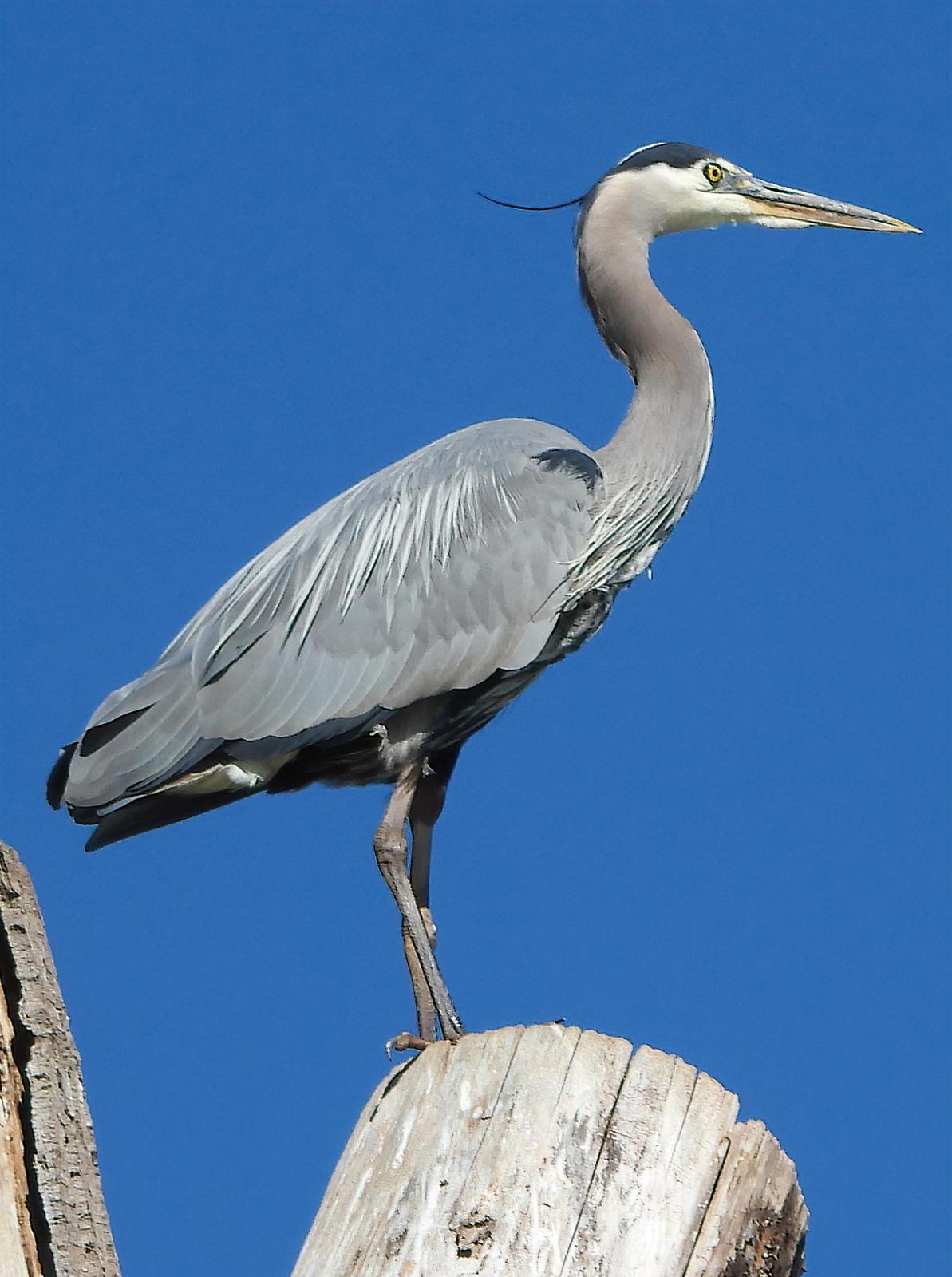 Great Blue Heron (Blue form) Photo by Dan Tallman