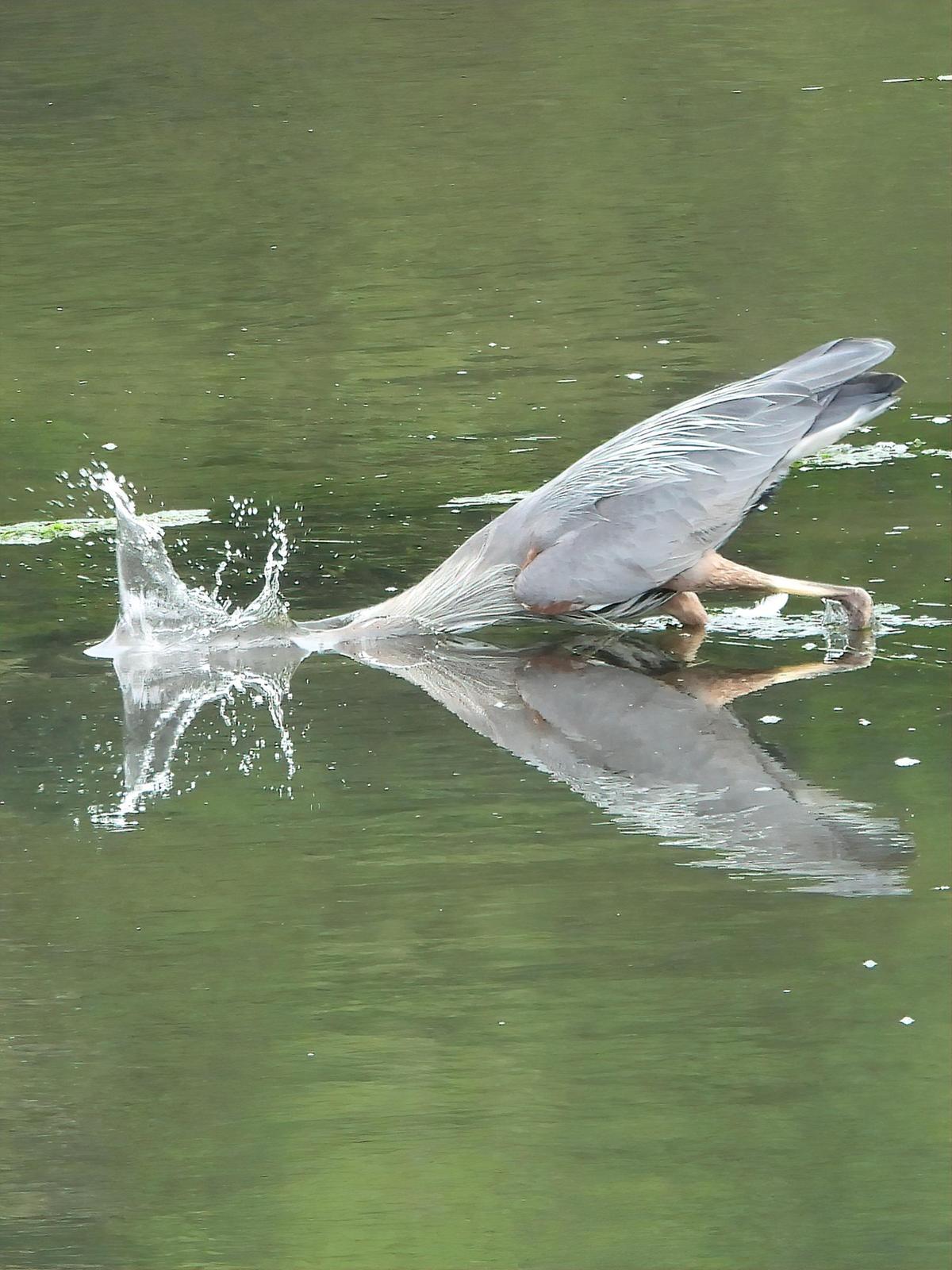 Great Blue Heron (Blue form) Photo by Dan Tallman