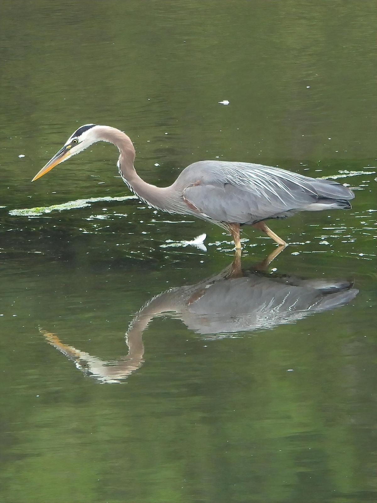 Great Blue Heron (Blue form) Photo by Dan Tallman