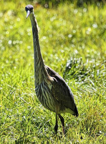 Great Blue Heron (Blue form) Photo by Dan Tallman