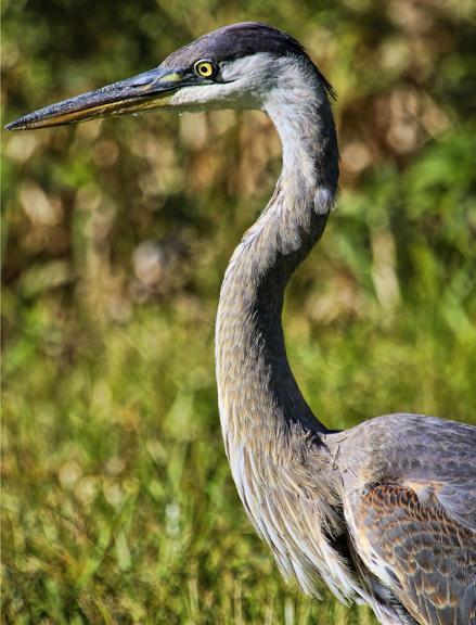 Great Blue Heron (Blue form) Photo by Dan Tallman