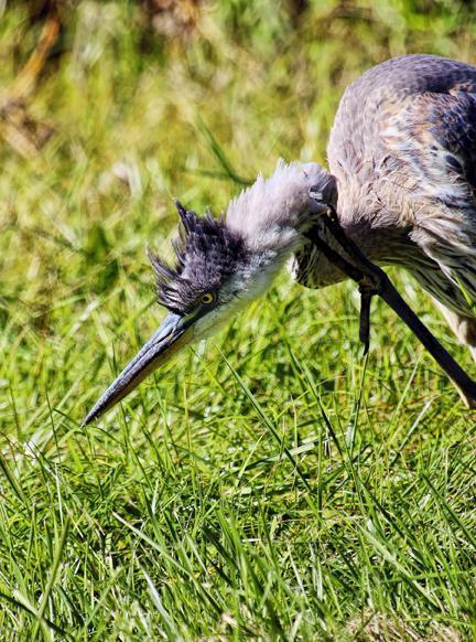 Great Blue Heron (Blue form) Photo by Dan Tallman