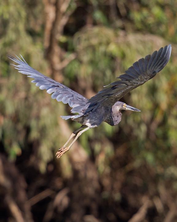Great-billed Heron Photo by Mat Gilfedder