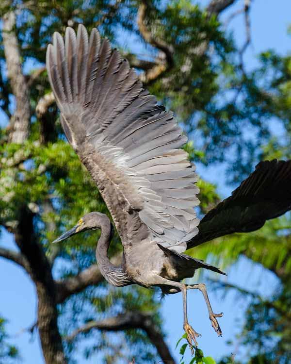 Great-billed Heron Photo by Bob Hasenick