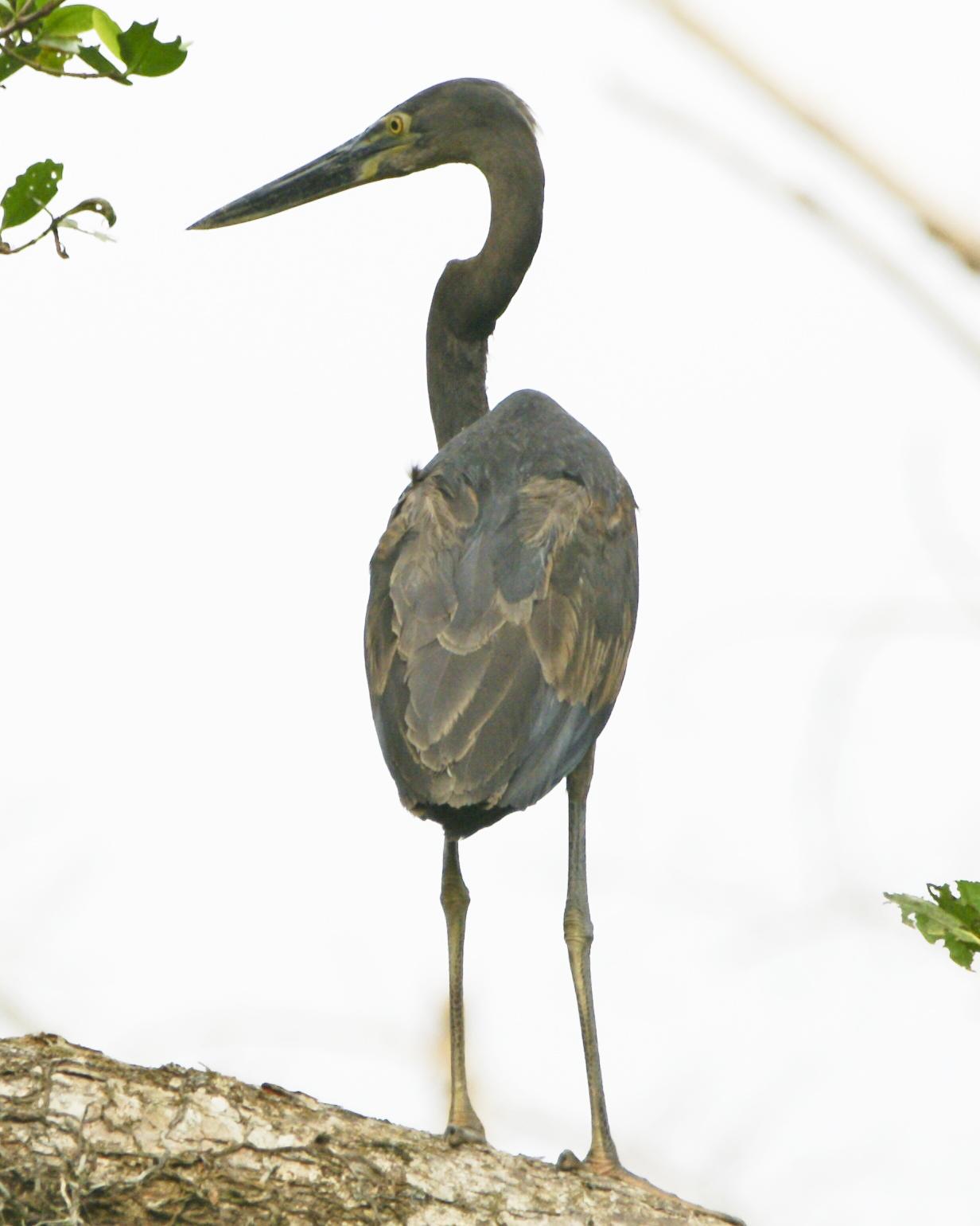 Great-billed Heron Photo by Penny Hall