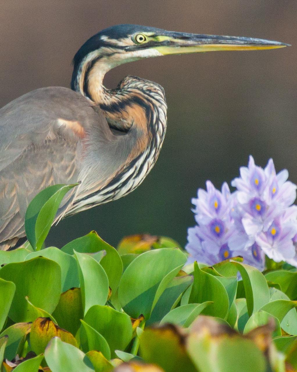 Purple Heron Photo by Sue Wright