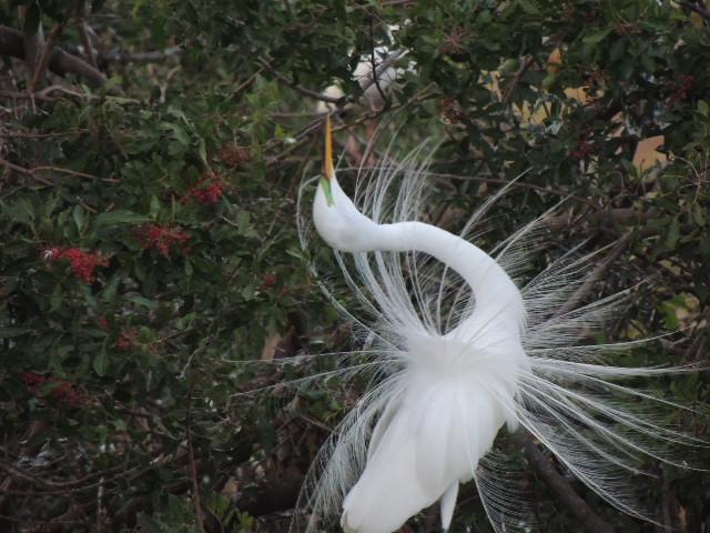 Great Egret Photo by Tony Heindel