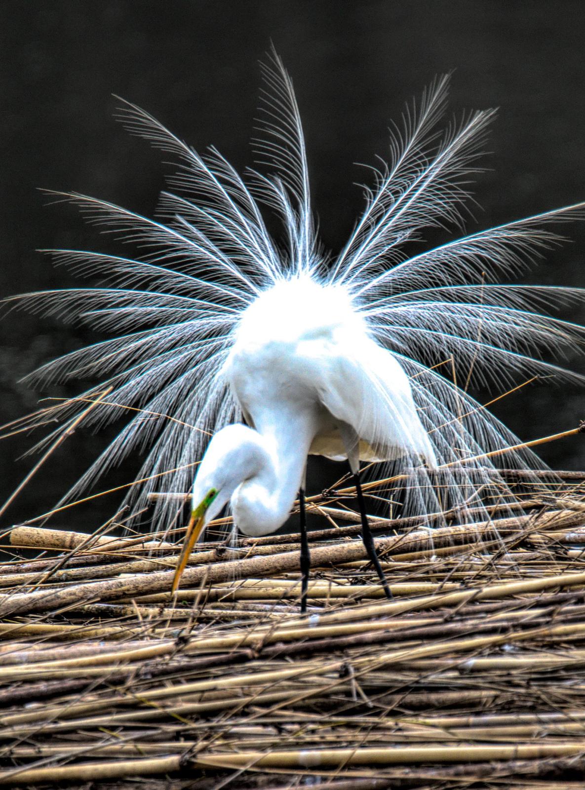 Great Egret Photo by Dan Tallman