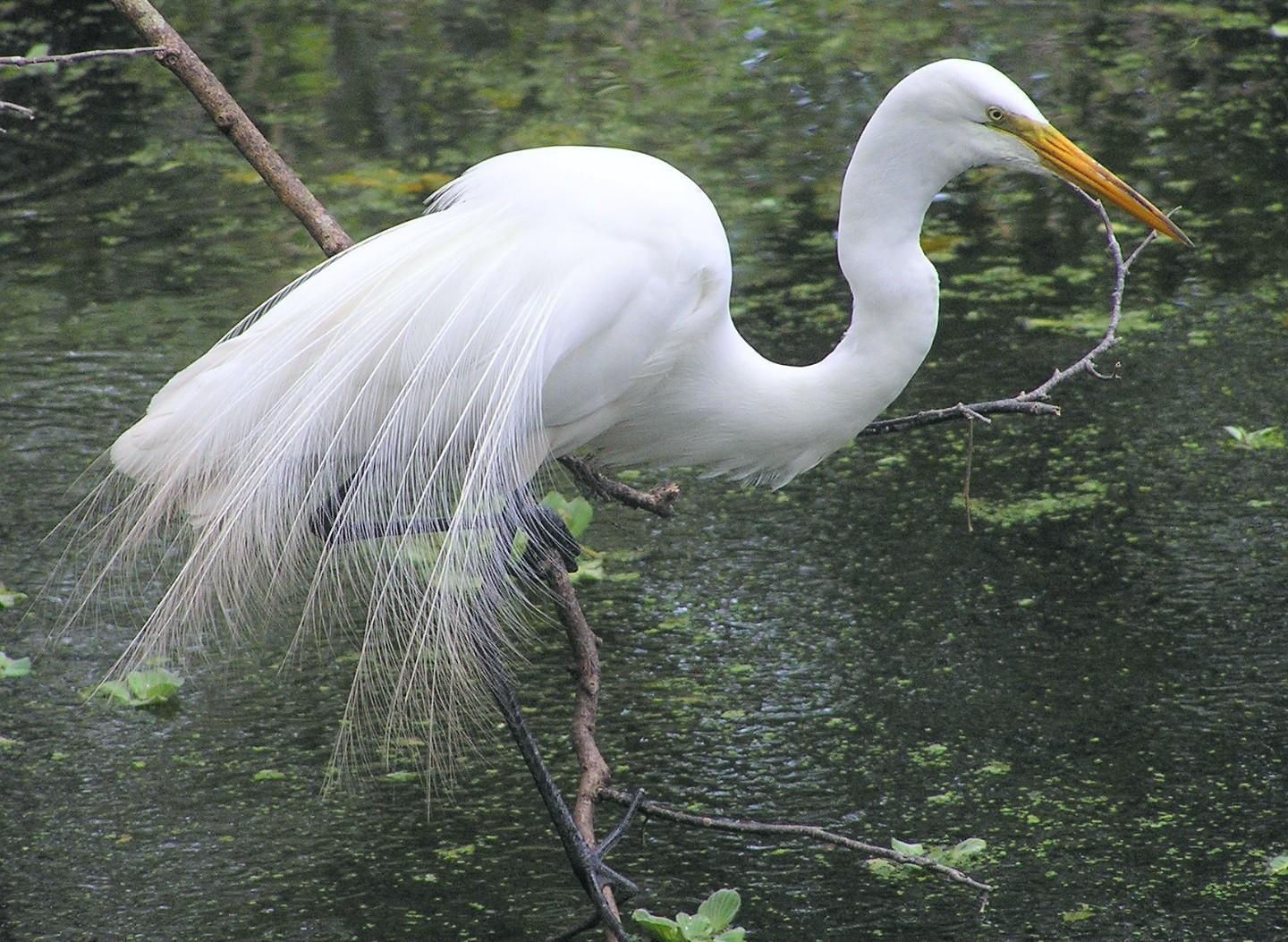 Great Egret Photo by Marilyn O'Connell