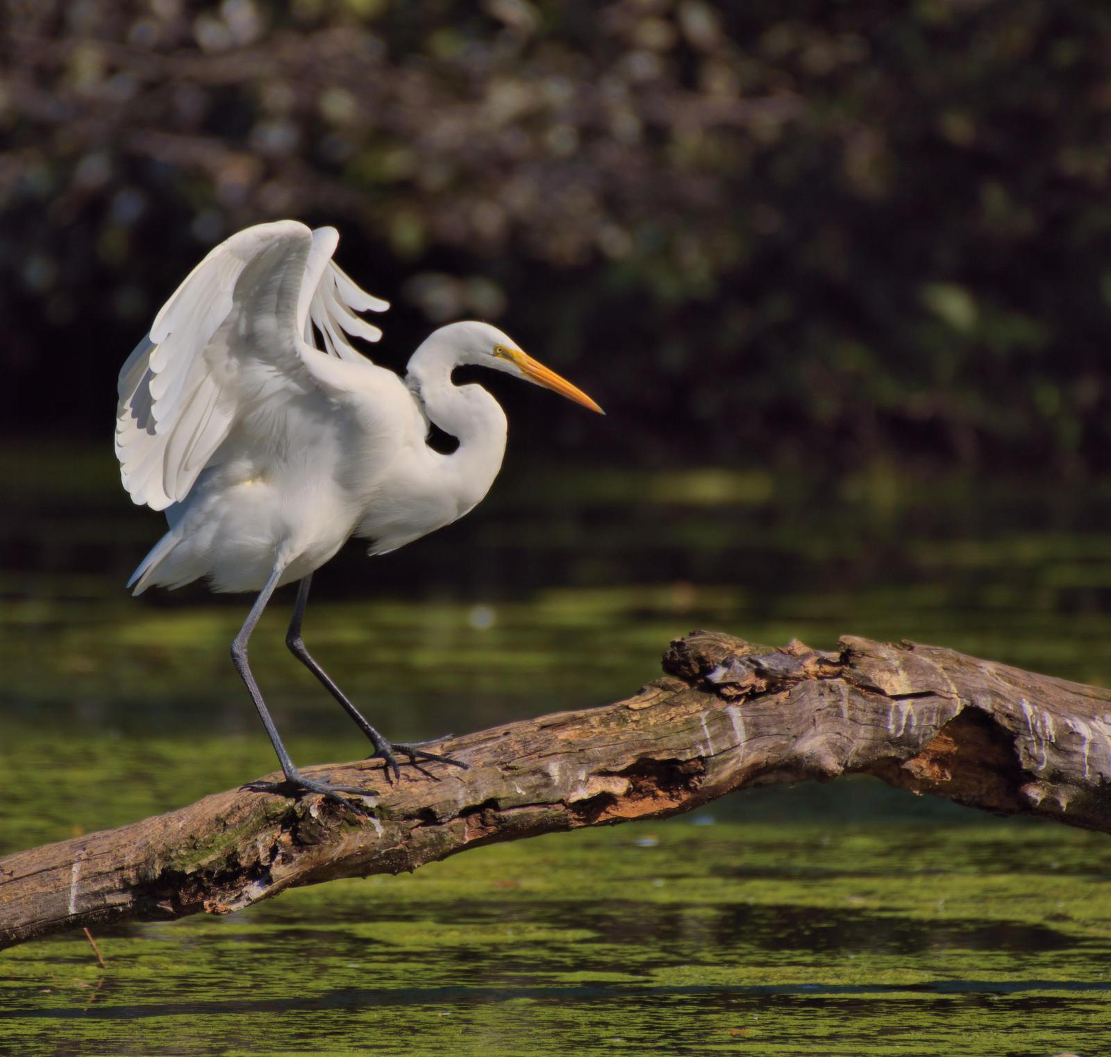 Great Egret Photo by Jackie Connelly-Fornuff