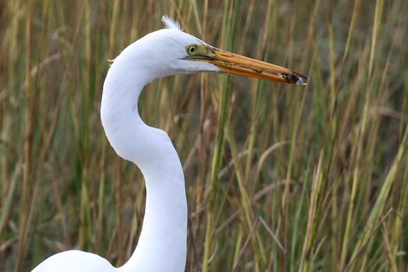 Great Egret Photo by Ruth Morrissette