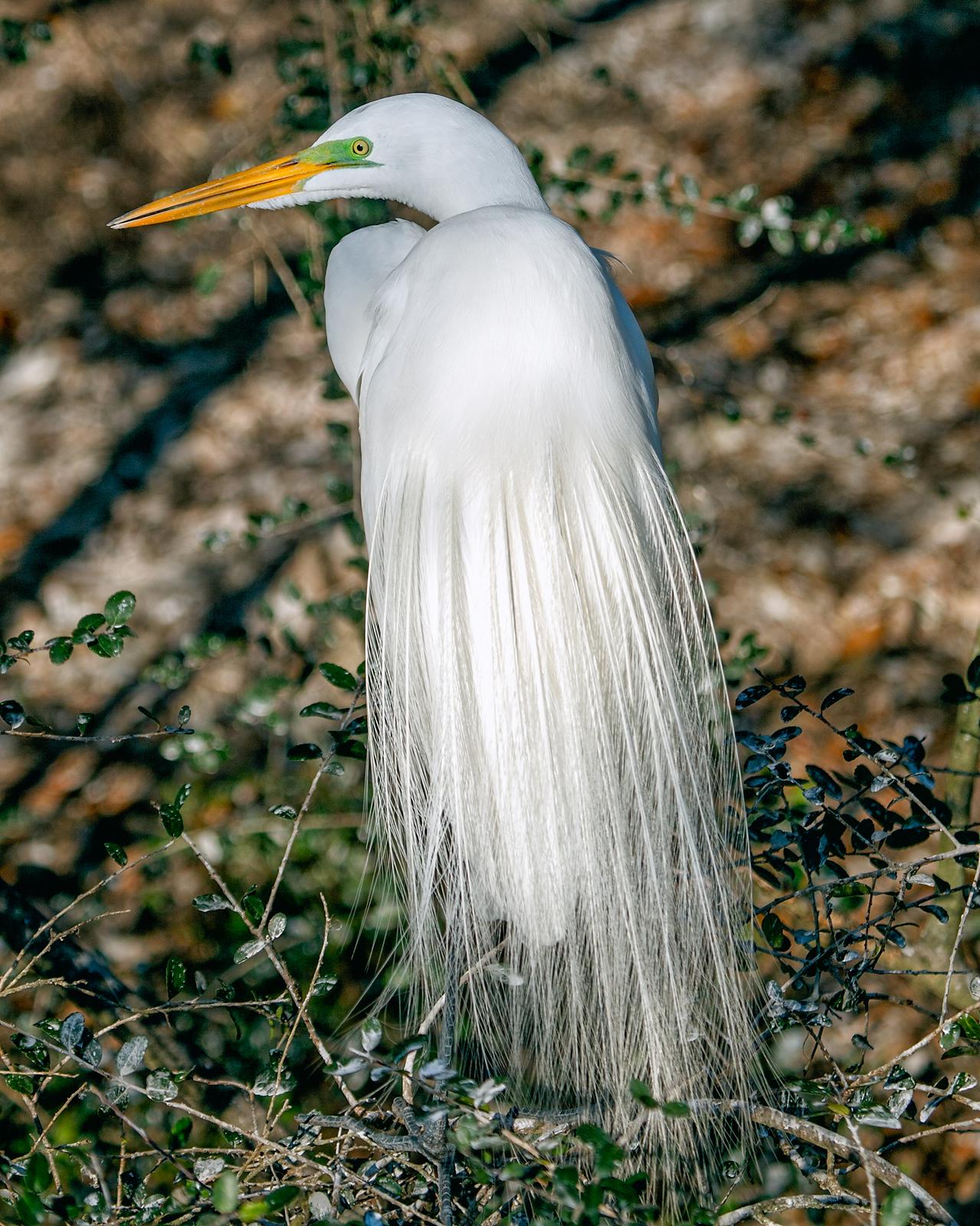 Great Egret Photo by JC Knoll