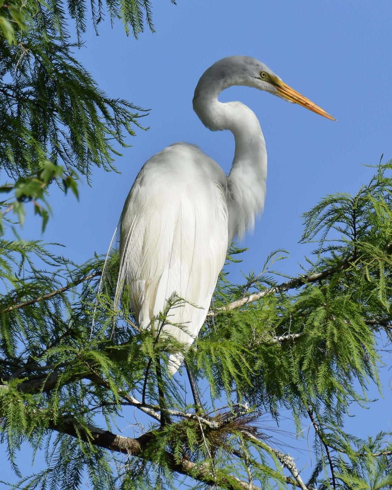 Great Egret Photo by Emily Percival