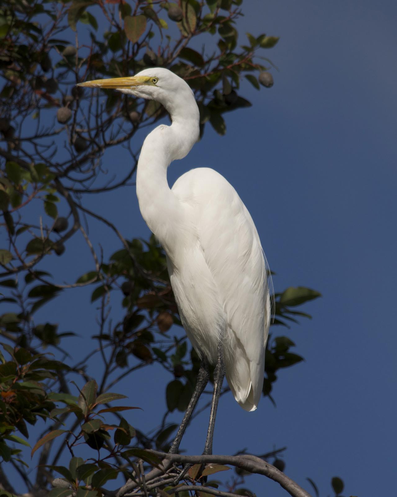 Great Egret Photo by Jonathan Bent