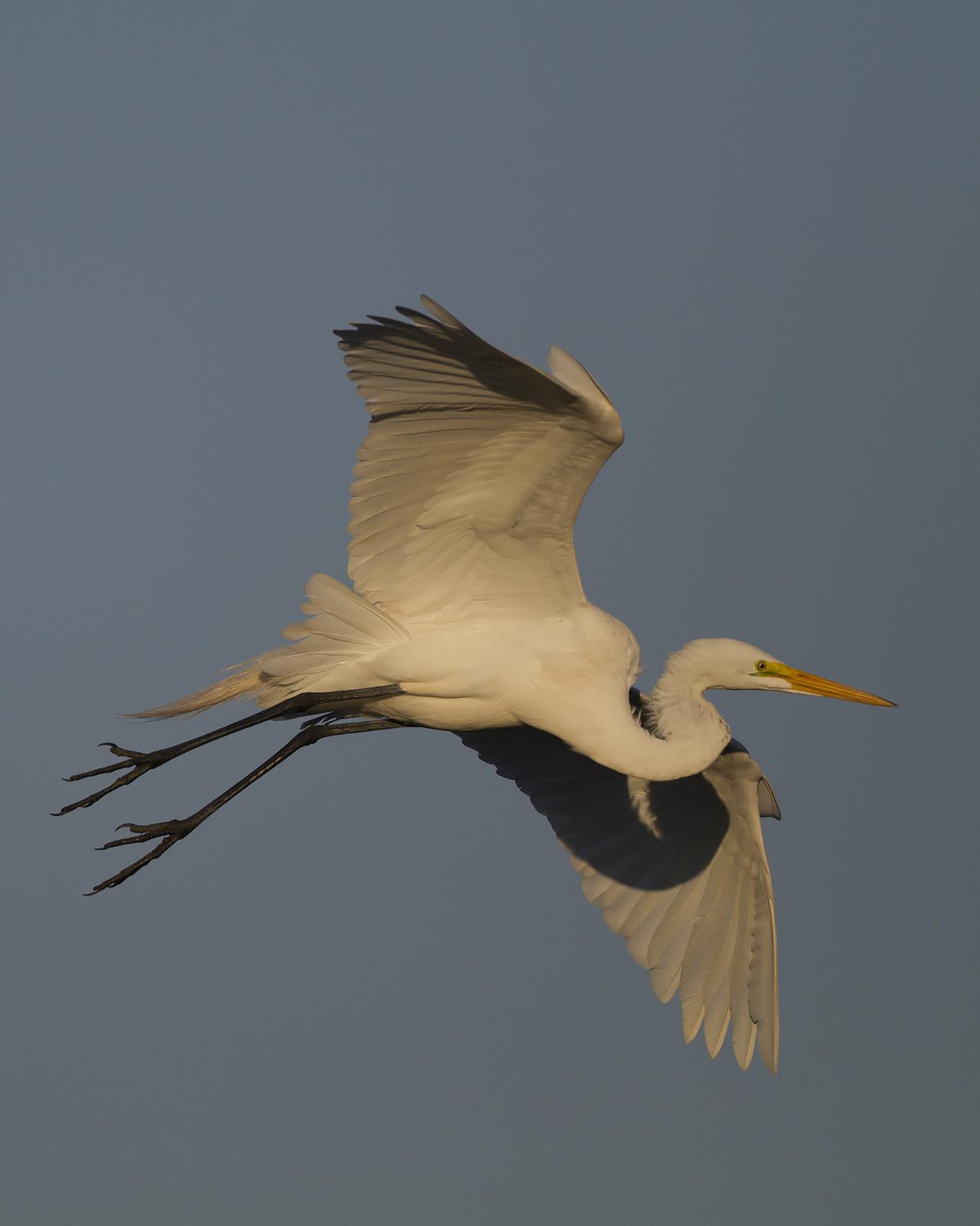 Great Egret Photo by Bill Adams