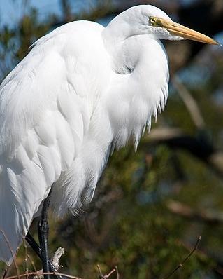 Great Egret Photo by Pete Myers