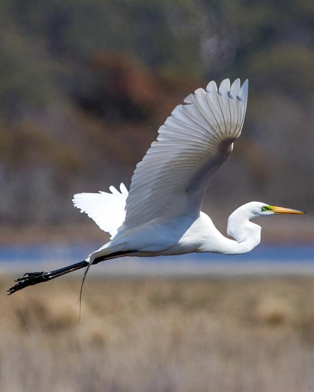 Great Egret Photo by Ashley Bradford