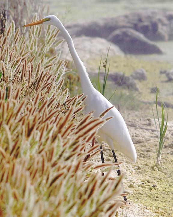 Great Egret Photo by Denis Rivard