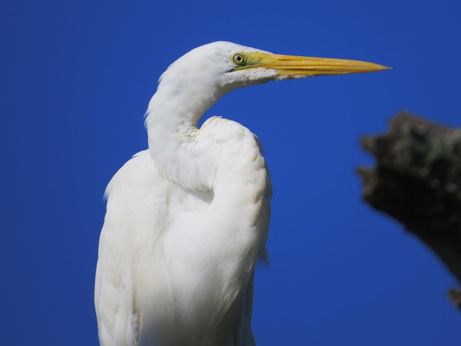 Great Egret Photo by Kathy Wooding
