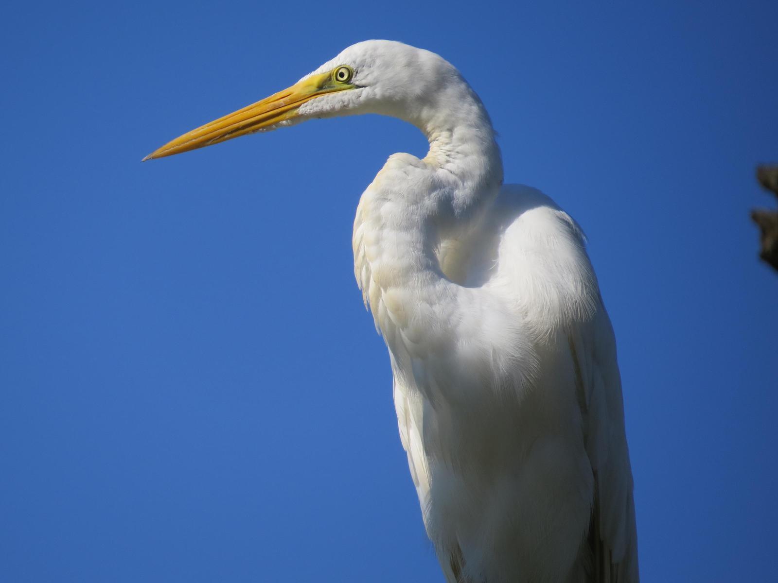 Great Egret Photo by Kathy Wooding