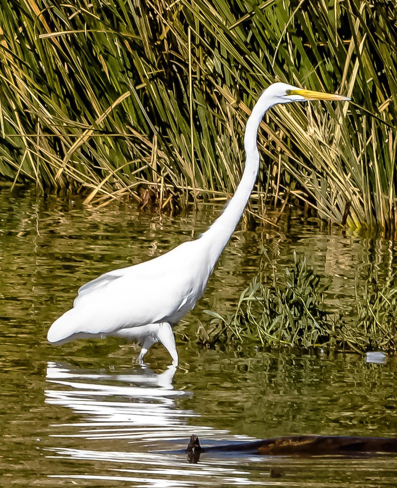 Great Egret Photo by Wally Wenzel