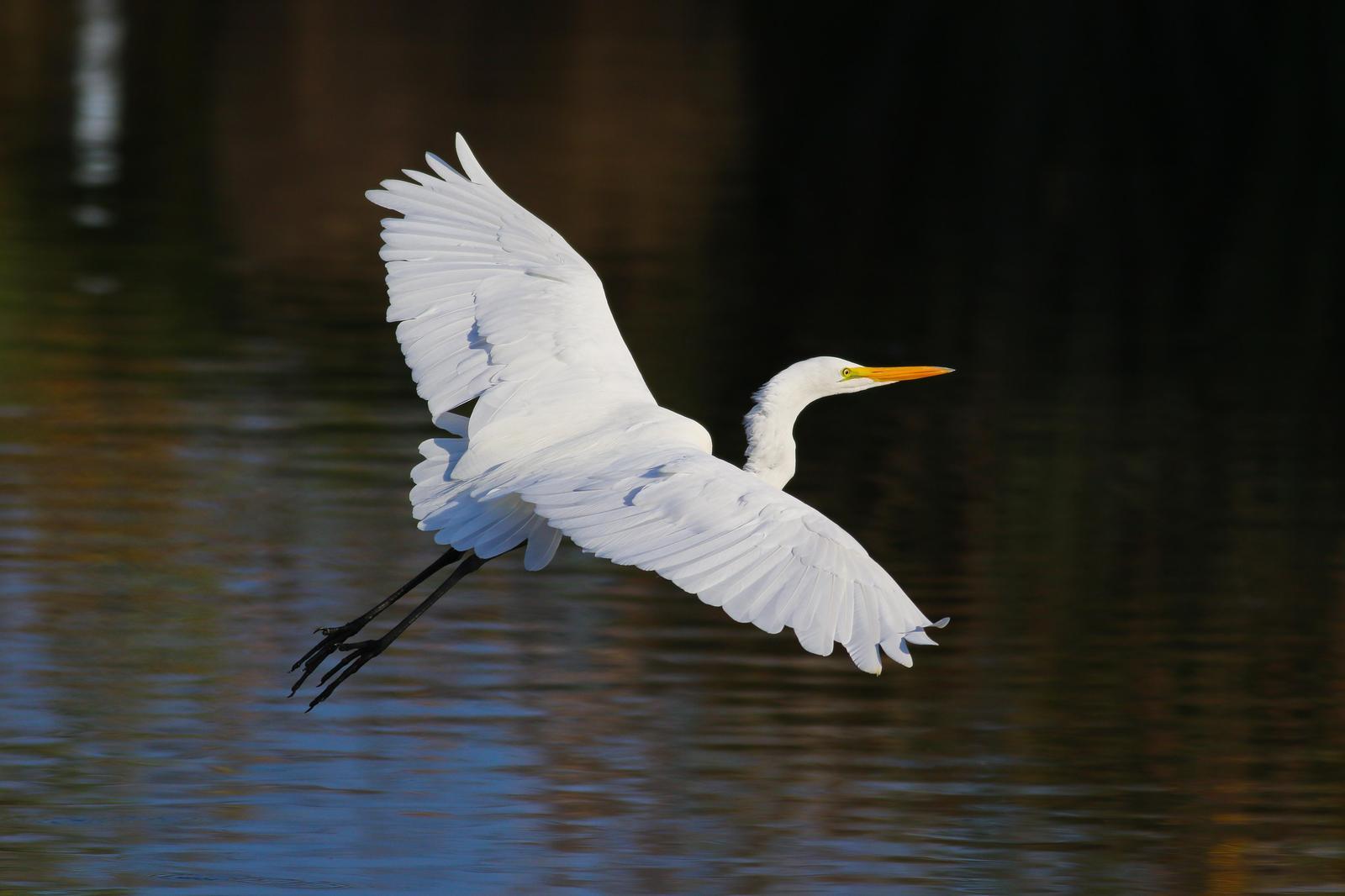 Great Egret Photo by Tom Ford-Hutchinson