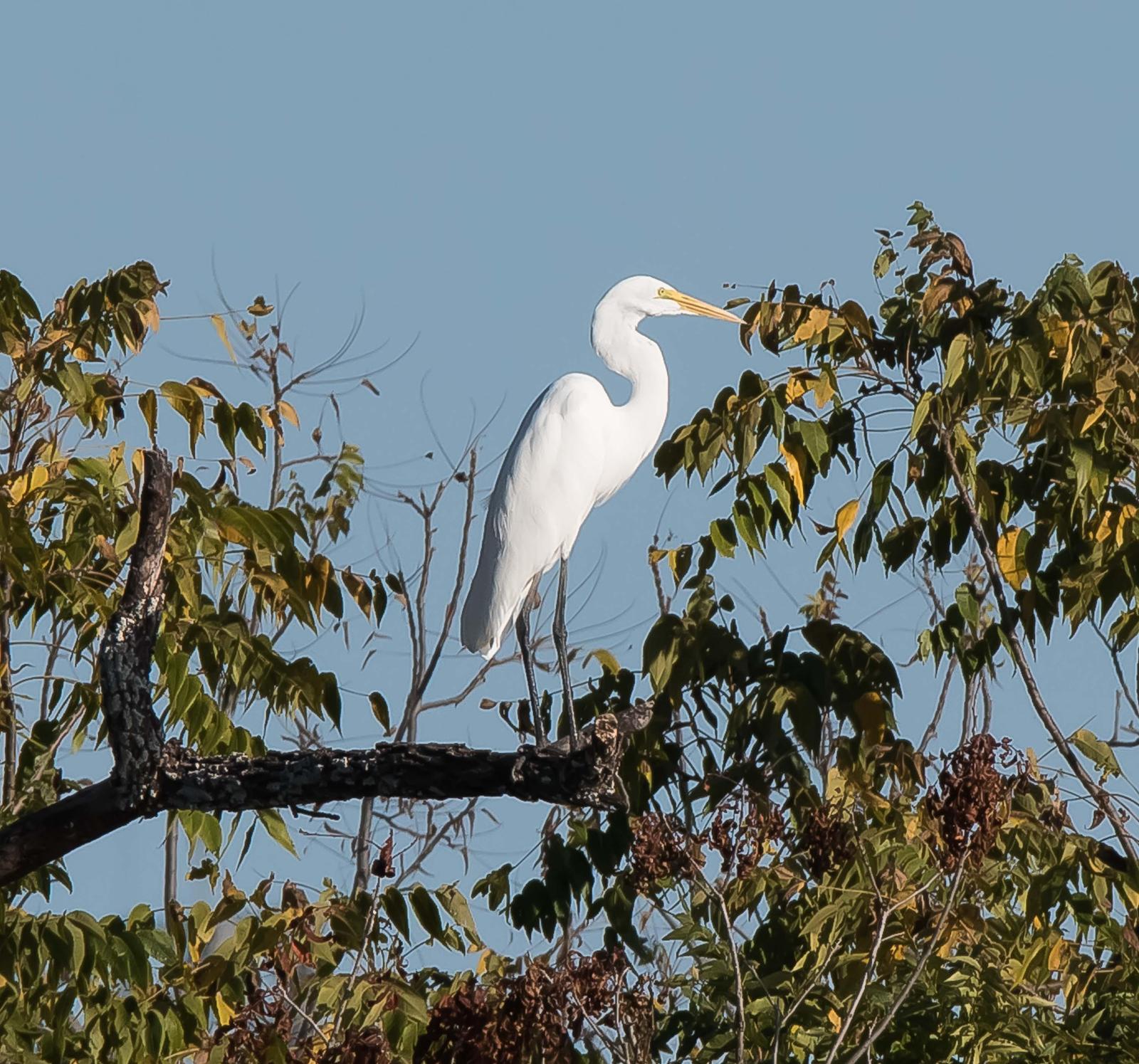 Great Egret Photo by Wally Wenzel