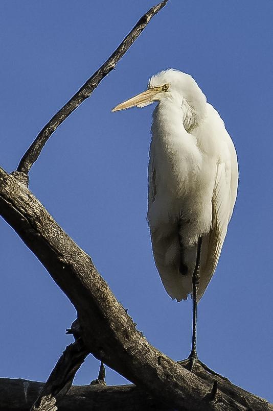 Great Egret Photo by Mason Rose