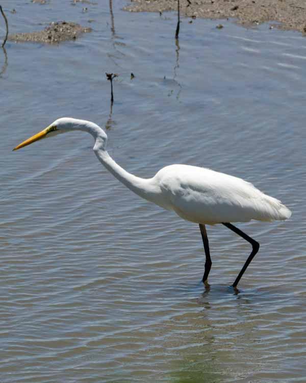 Great Egret Photo by Bob Hasenick
