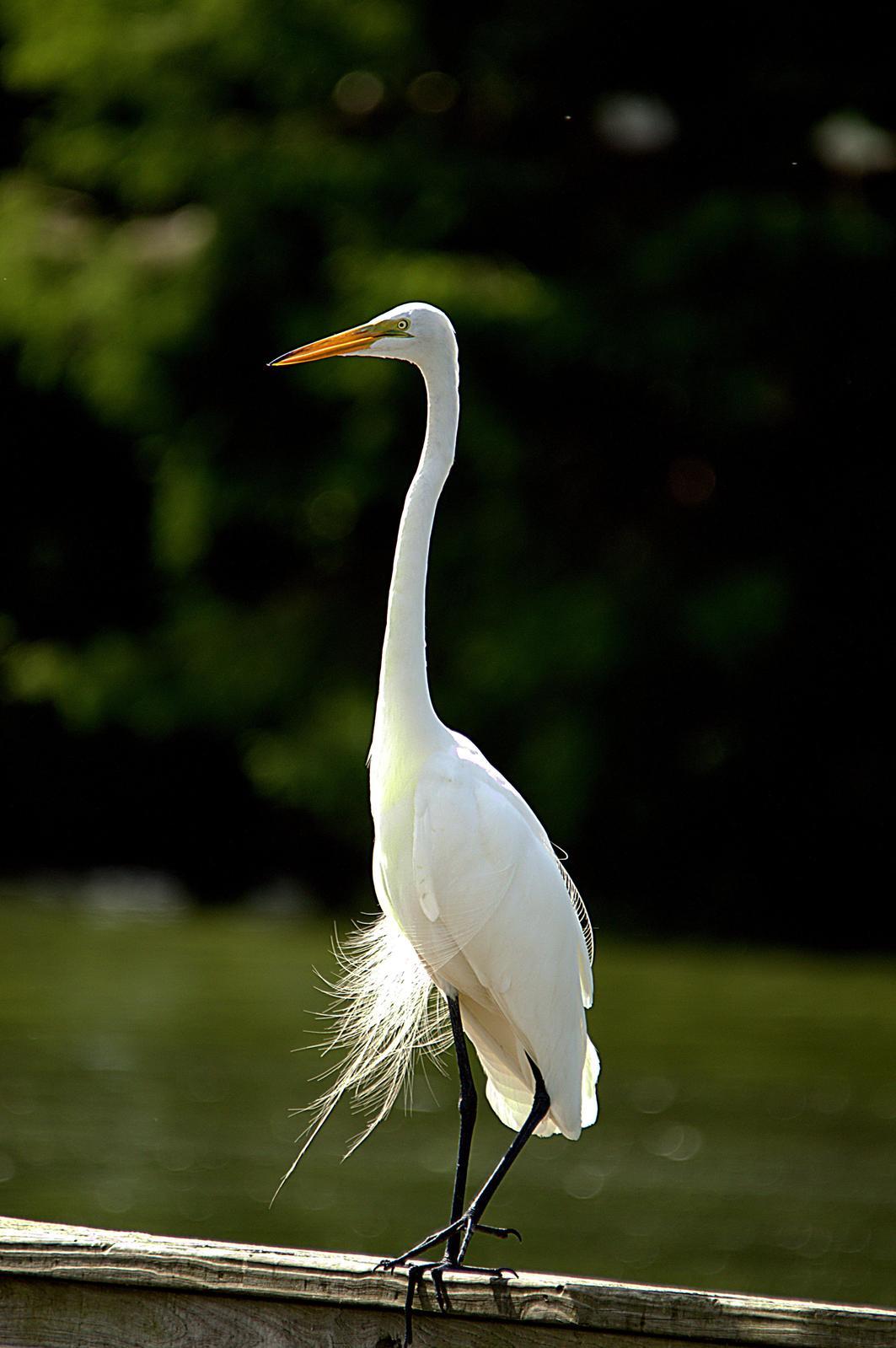 Great Egret Photo by Jeannette Piecznski