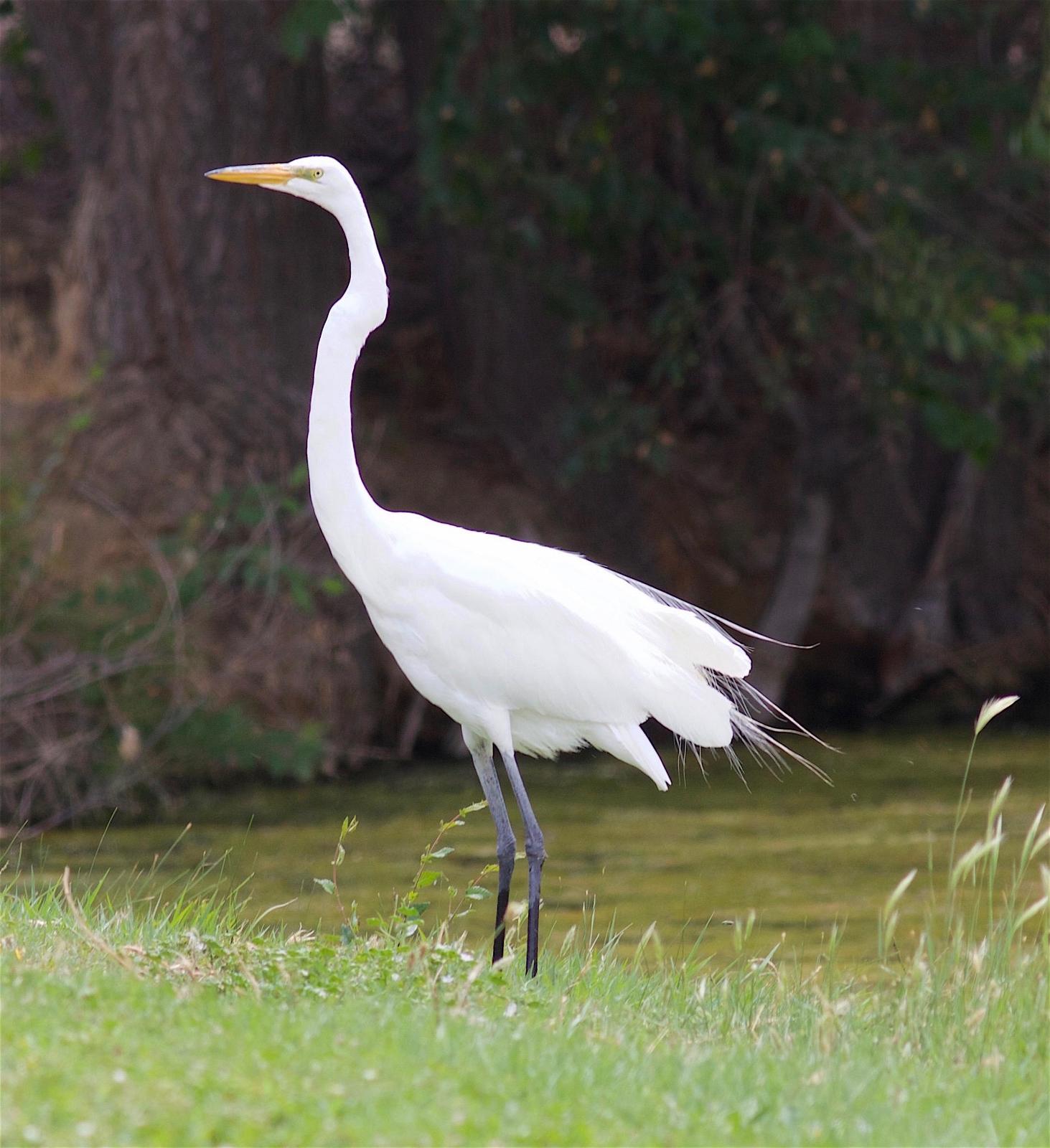 Great Egret Photo by Kathryn Keith