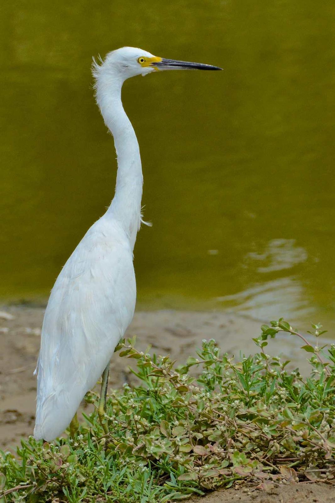 Great Egret Photo by Andrew Pittman