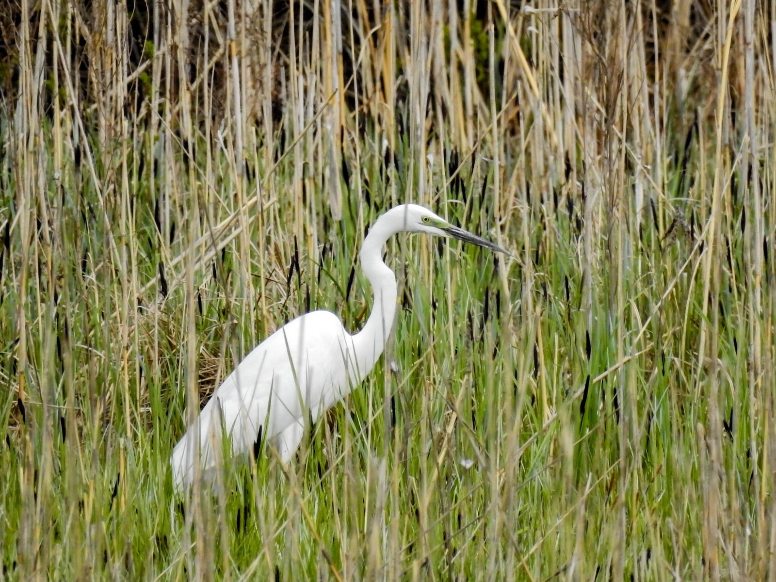 Great Egret Photo by African Googre