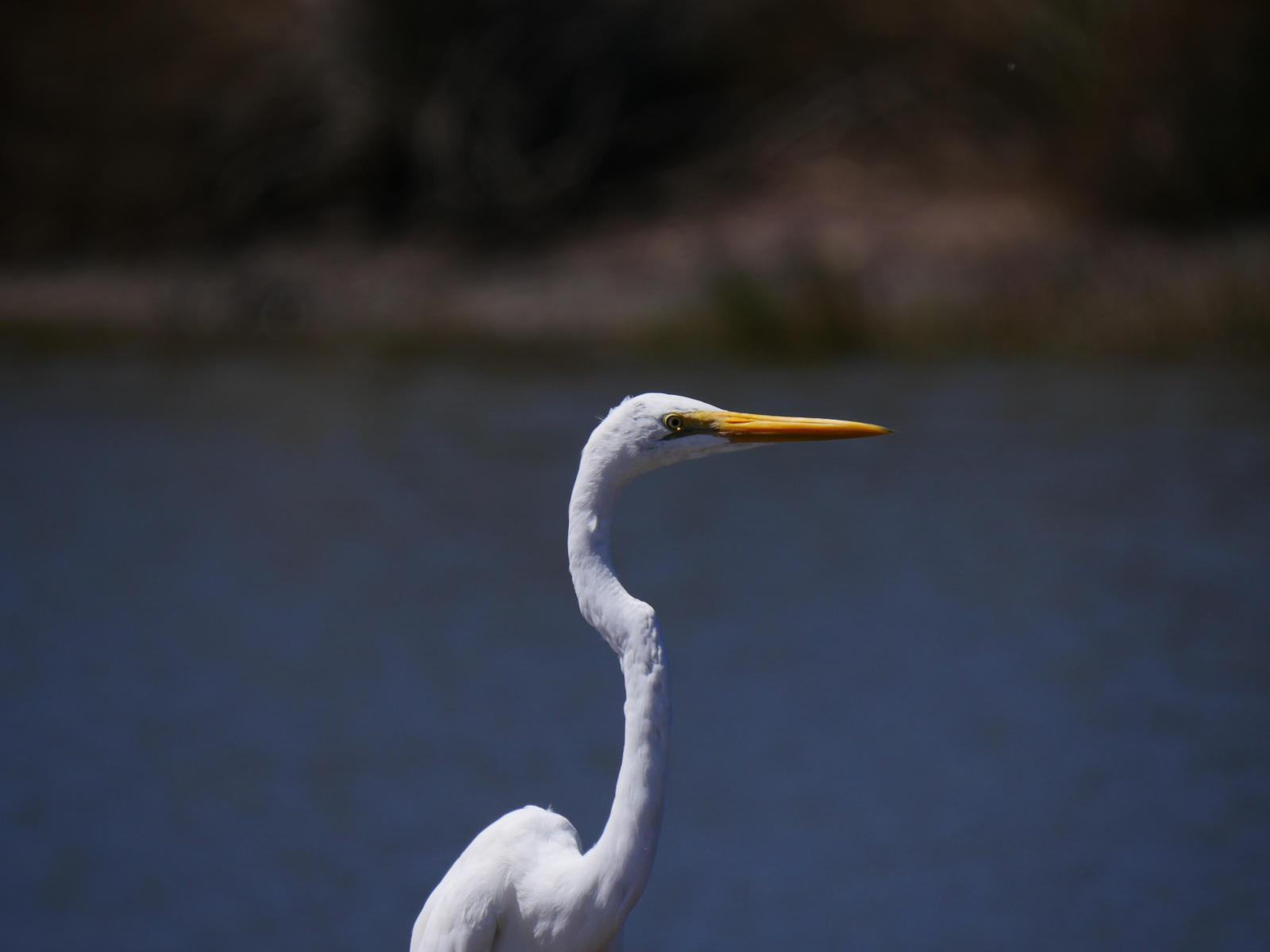Great Egret Photo by Peter Lowe