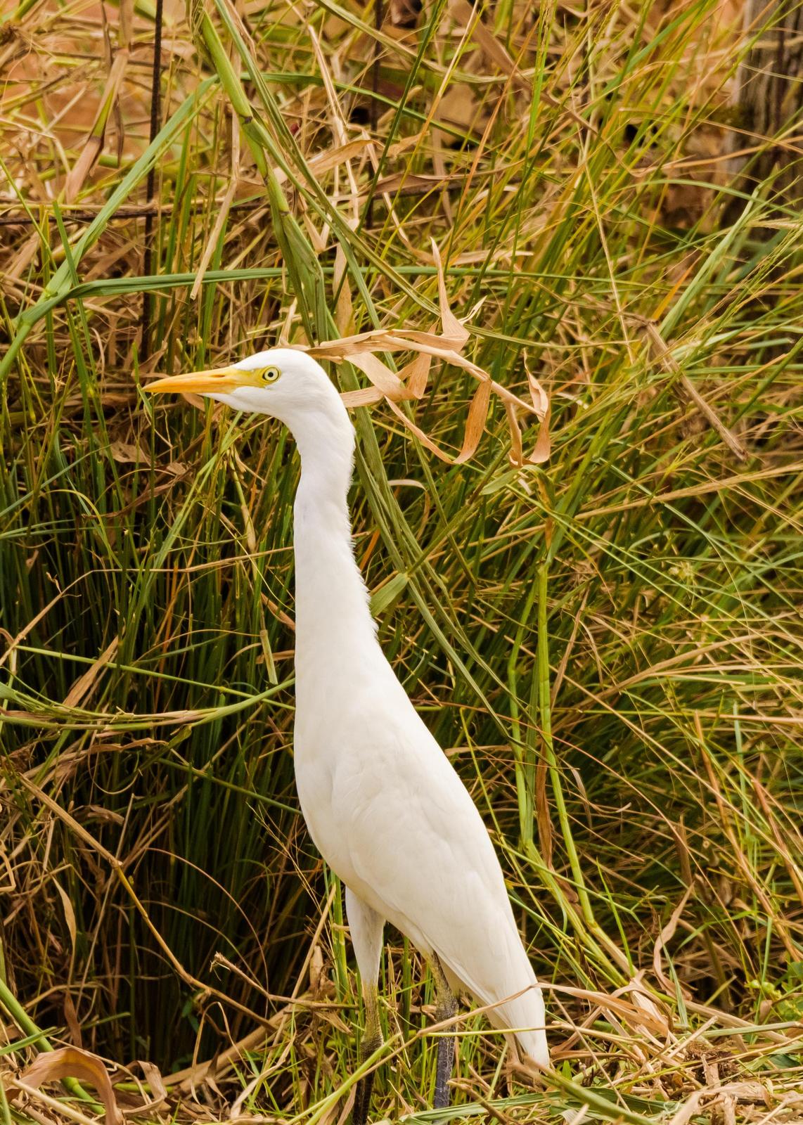 Great Egret Photo by Keshava Mysore