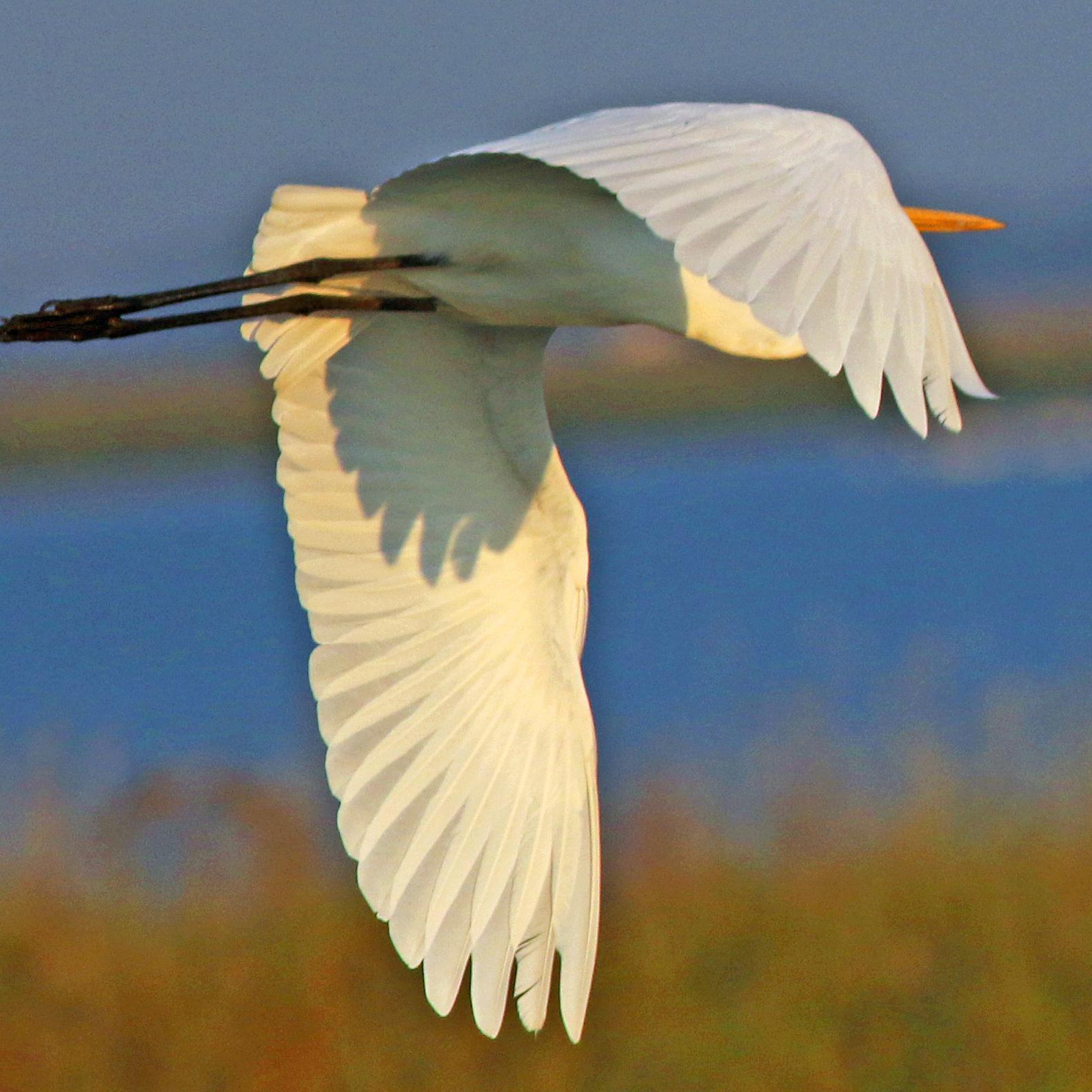 Great Egret Photo by Tom Gannon