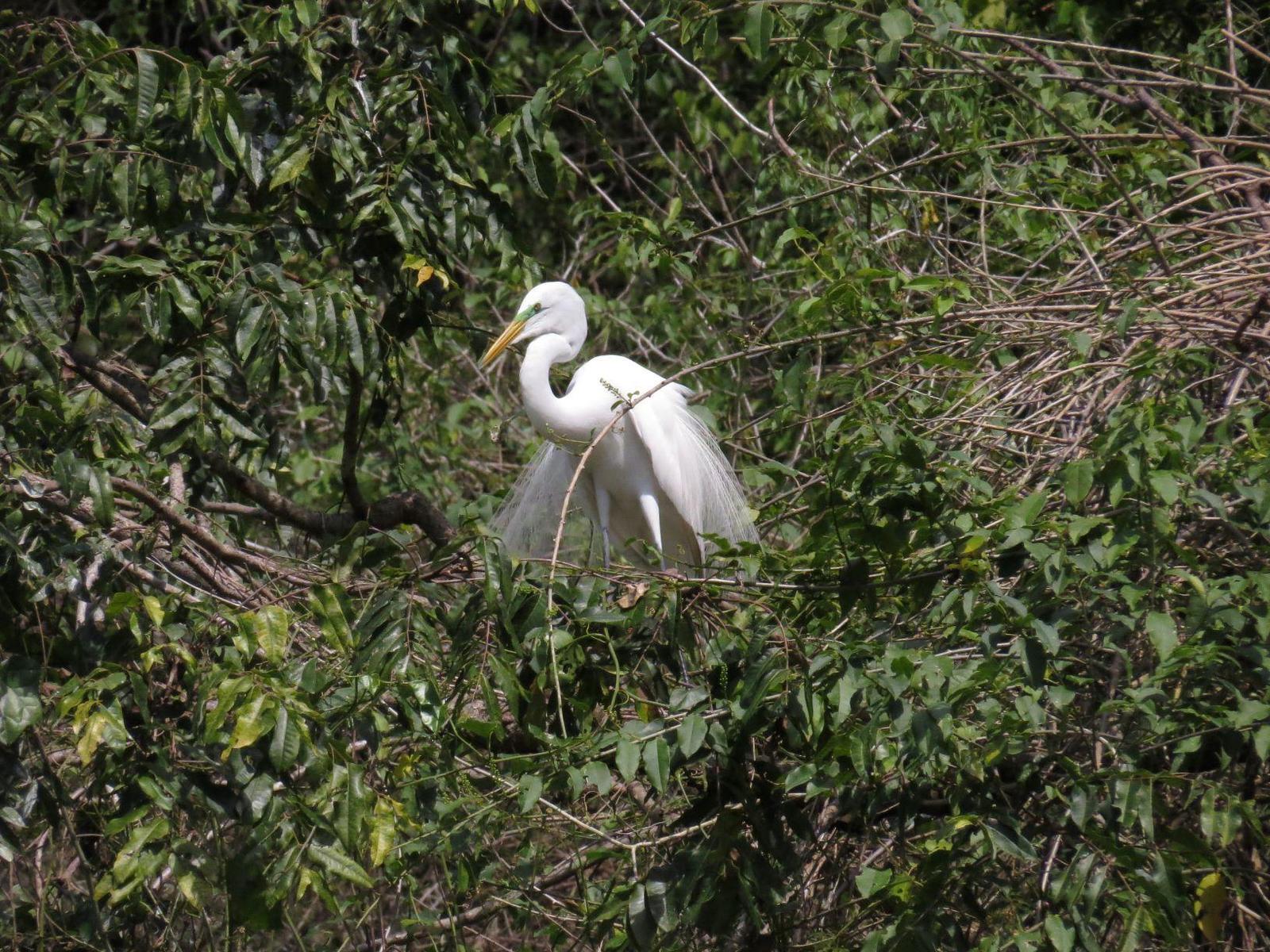 Great Egret Photo by Bonnie Clarfield-Bylin