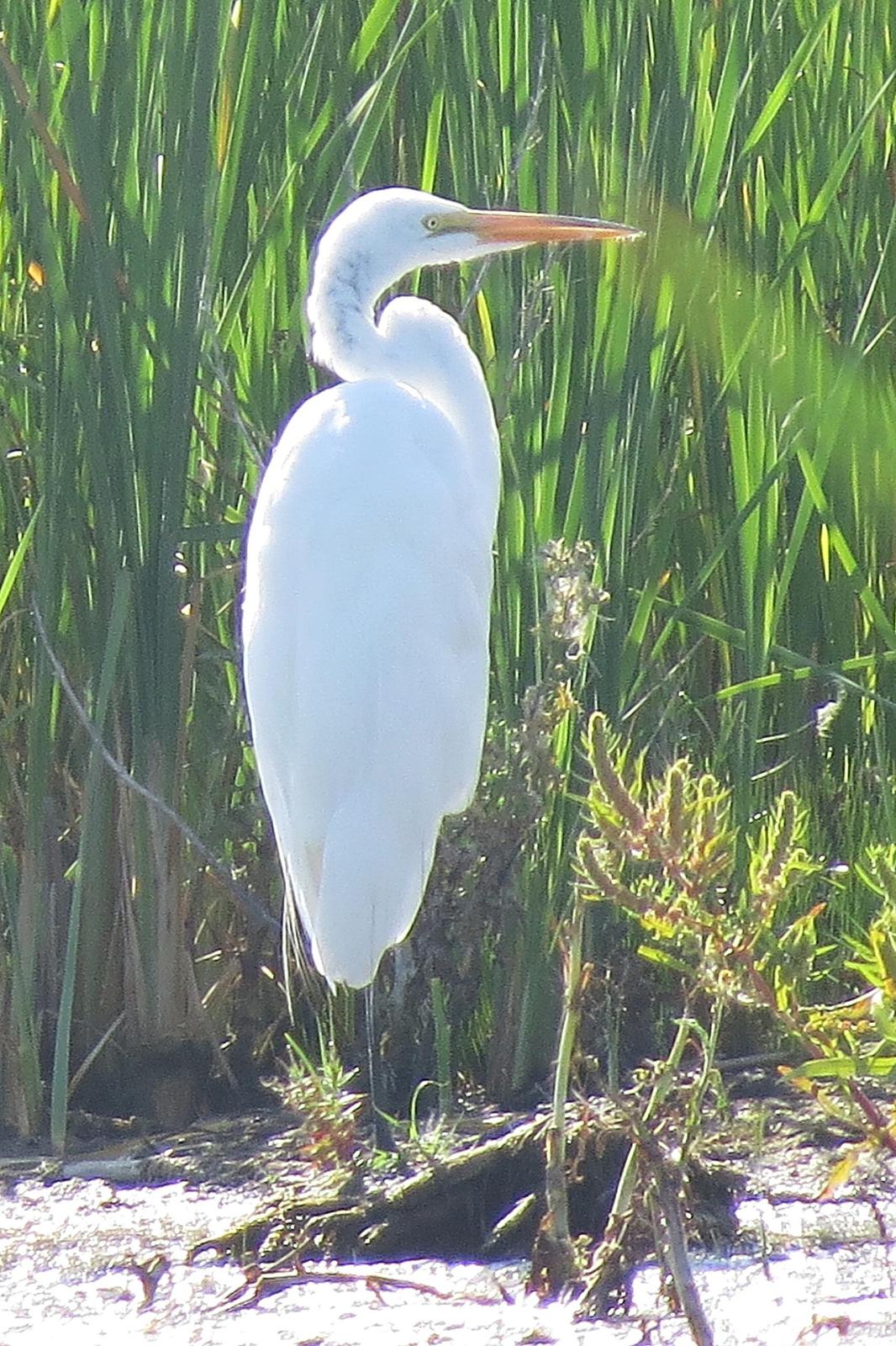 Great Egret Photo by Enid Bachman