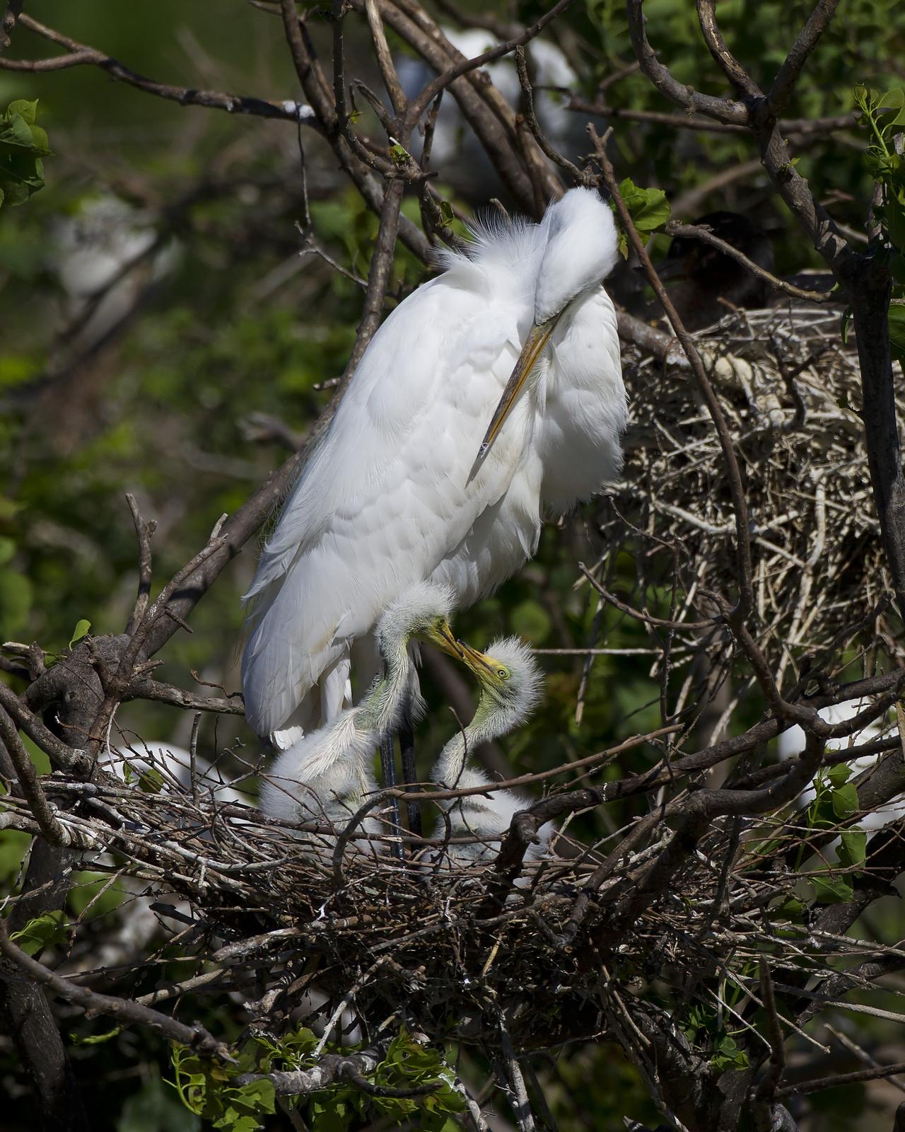 Great Egret Photo by Bill Adams