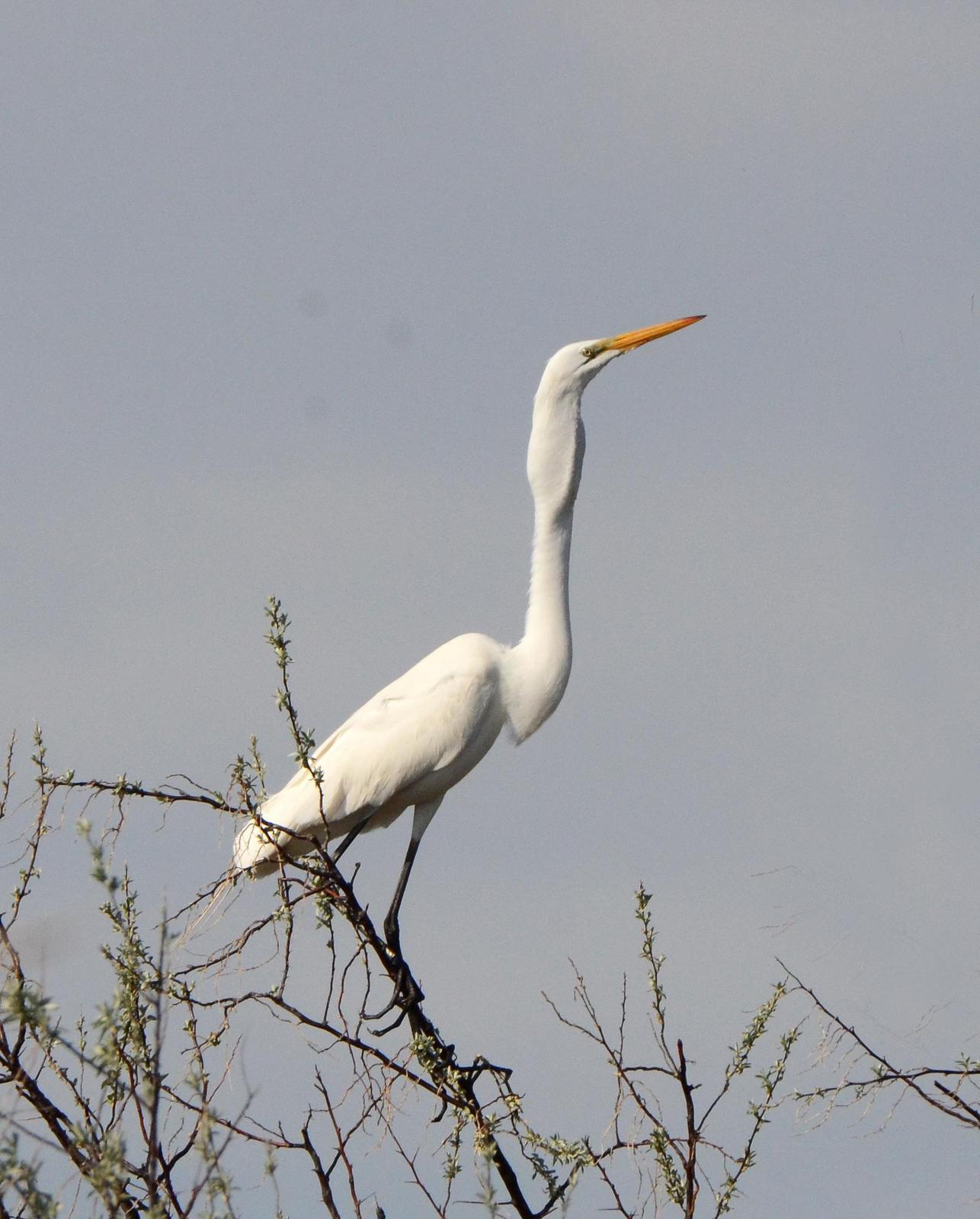 Great Egret (American) Photo by Steven Mlodinow
