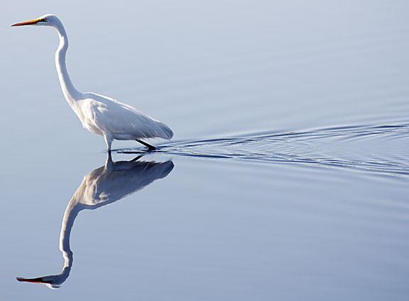 Great Egret (American) Photo by Dan Tallman