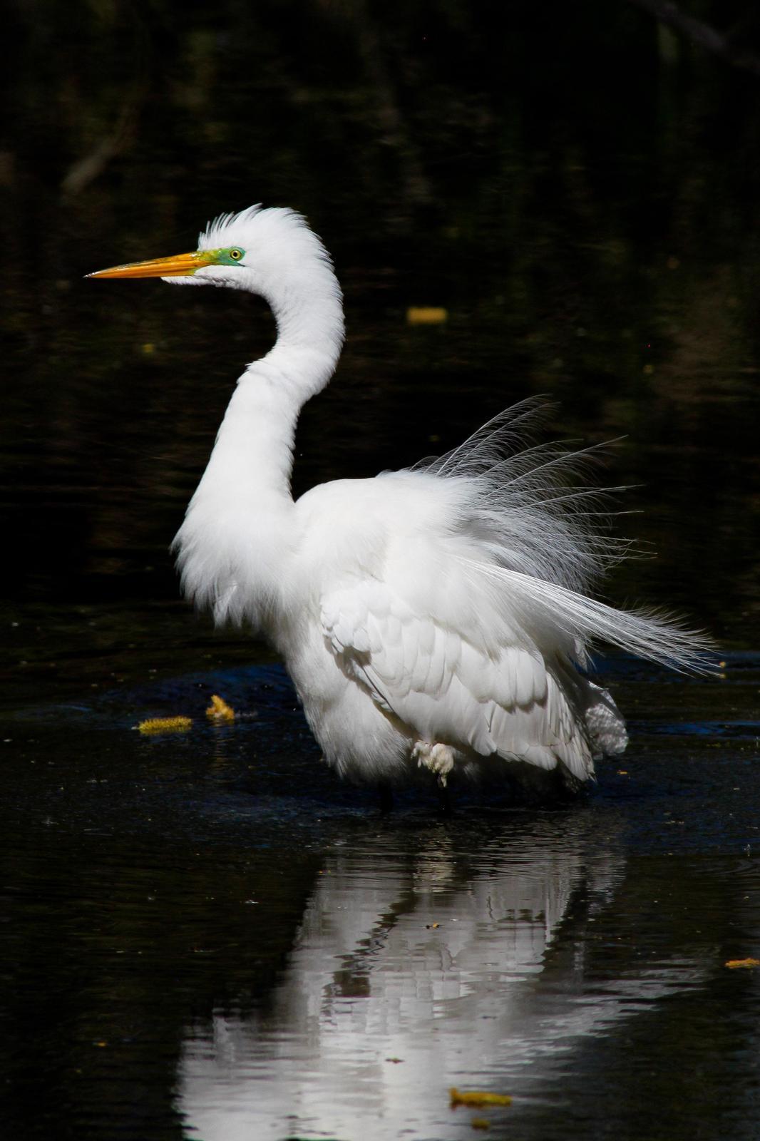 Great Egret (American) Photo by Tom Ford-Hutchinson