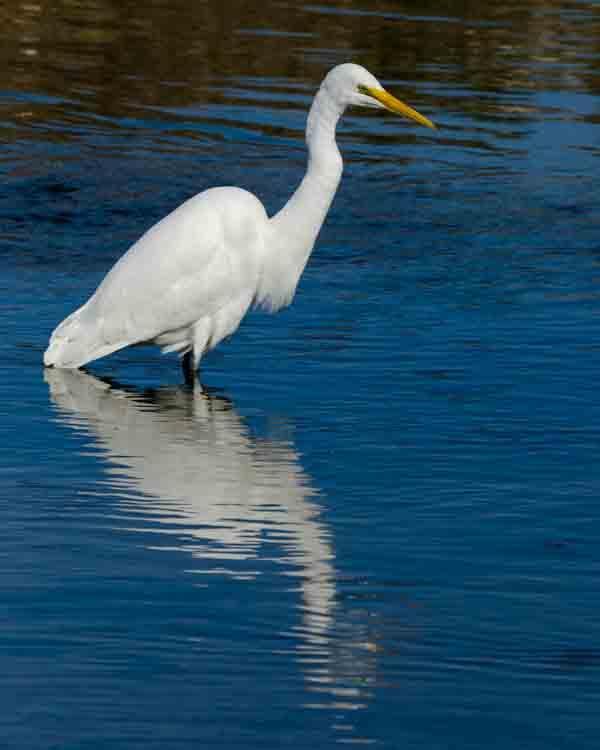 Great Egret (American) Photo by Bob Hasenick